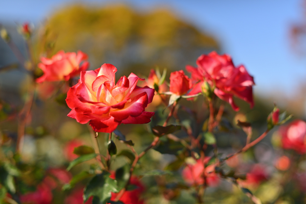 午後の薔薇