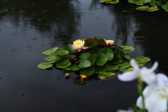 雨の恵み-2