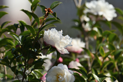 冬の花が咲いたよ