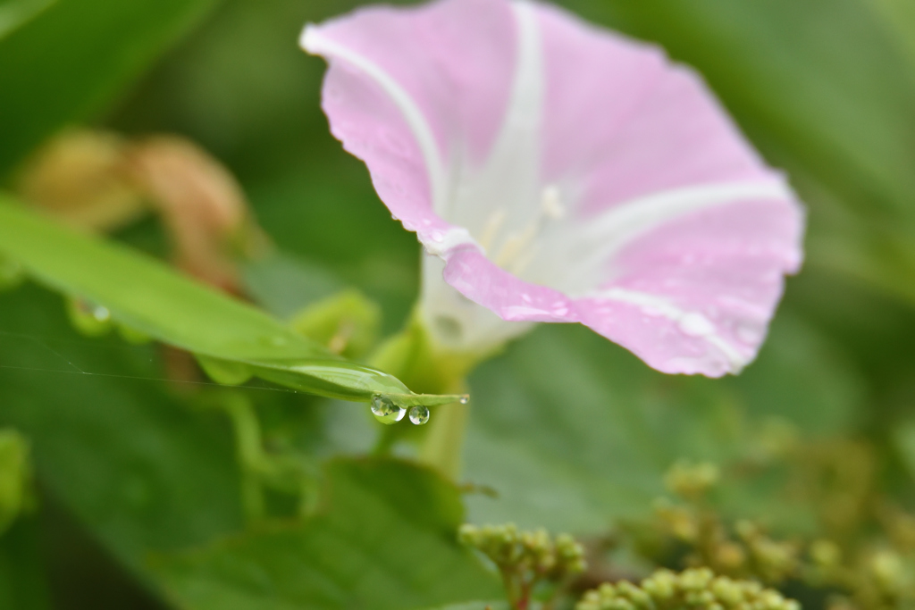 花にブローチは必要ですか？