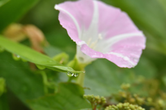 花にブローチは必要ですか？