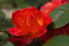 今年の薔薇は-1