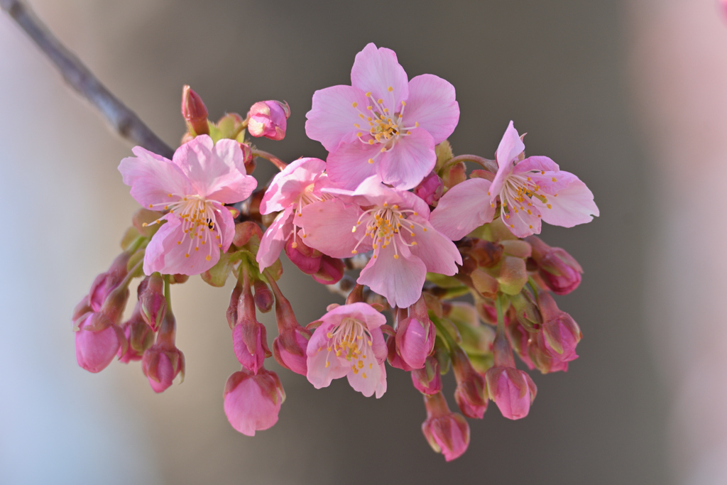 河津桜