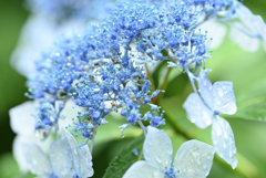 雨の紫陽花-2