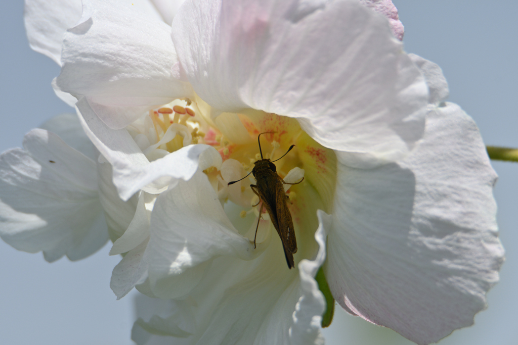 花に潜って酔い痴れて