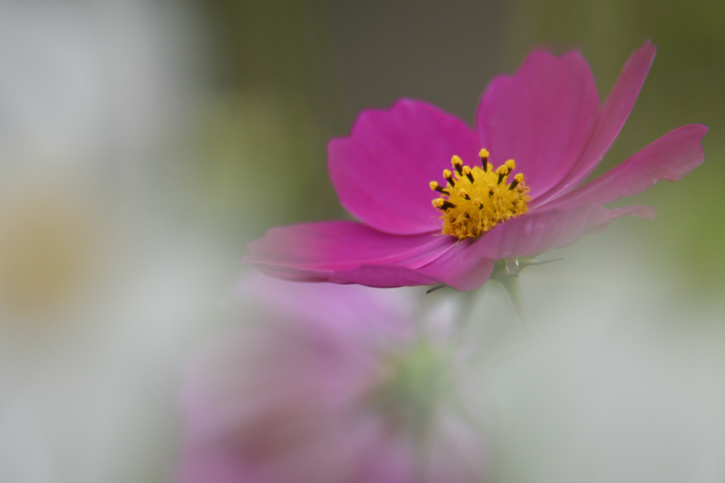 白い花に囲まれて