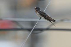 雷鳴と風に