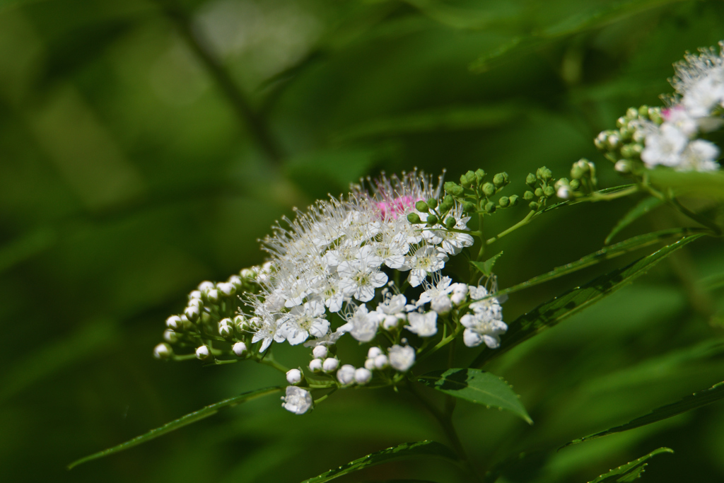 花が咲くとき