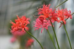 ダイヤモンドリリー