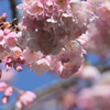 春めき桜