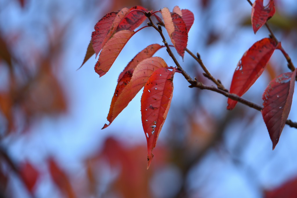 秋色エトセトラ