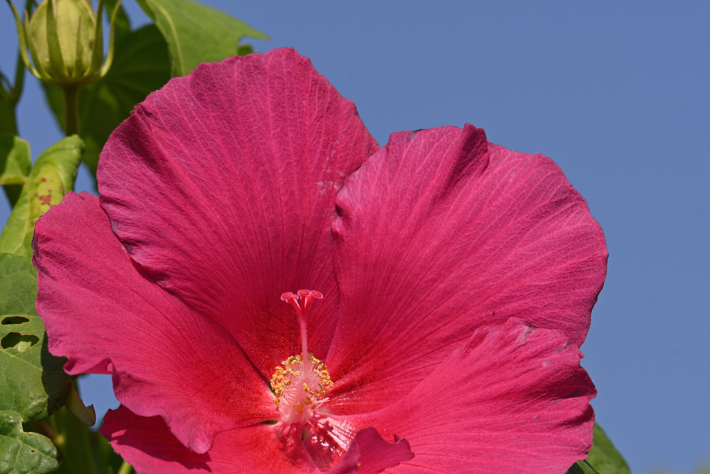 赤い芙蓉
