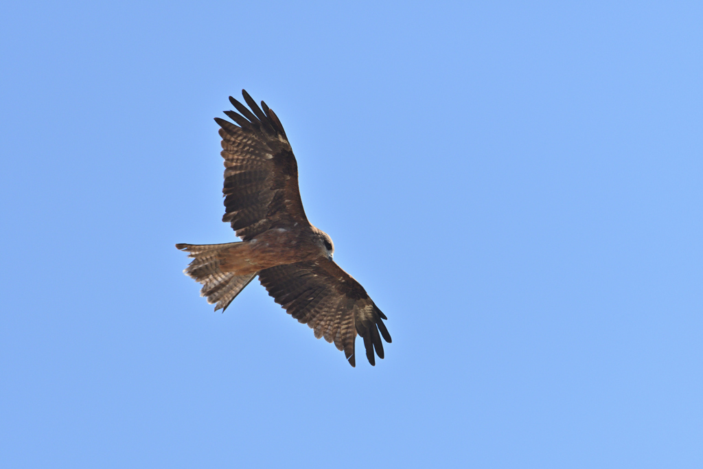 鳶の空