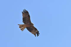 鳶の空