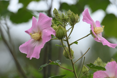 芙蓉