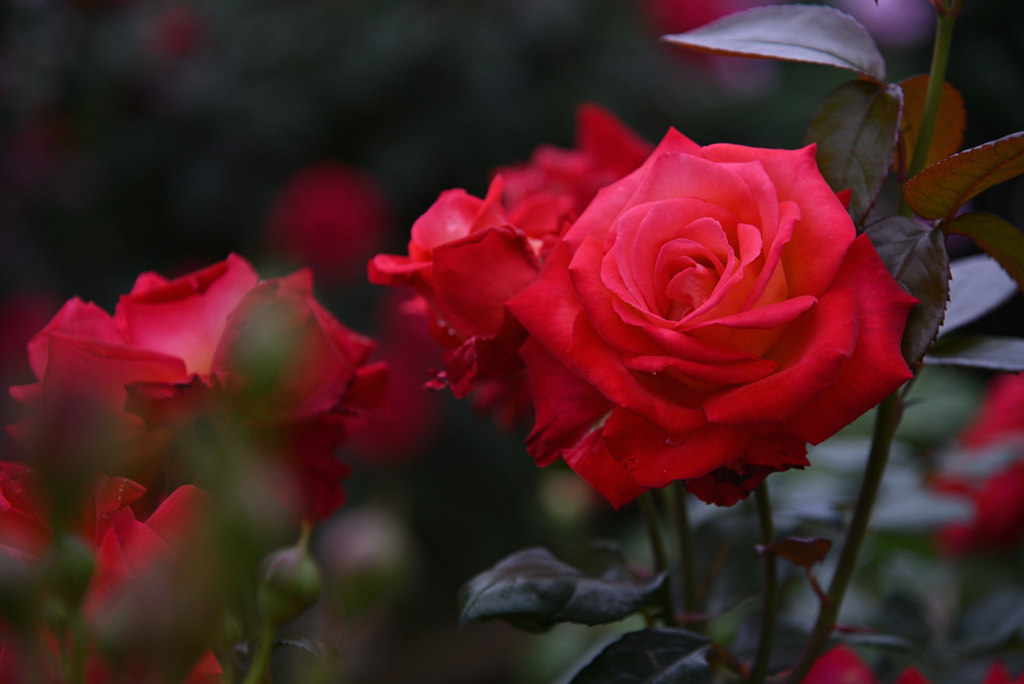 赤い薔薇