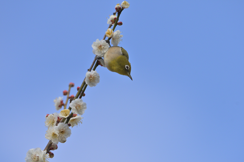 空と梅と目白と