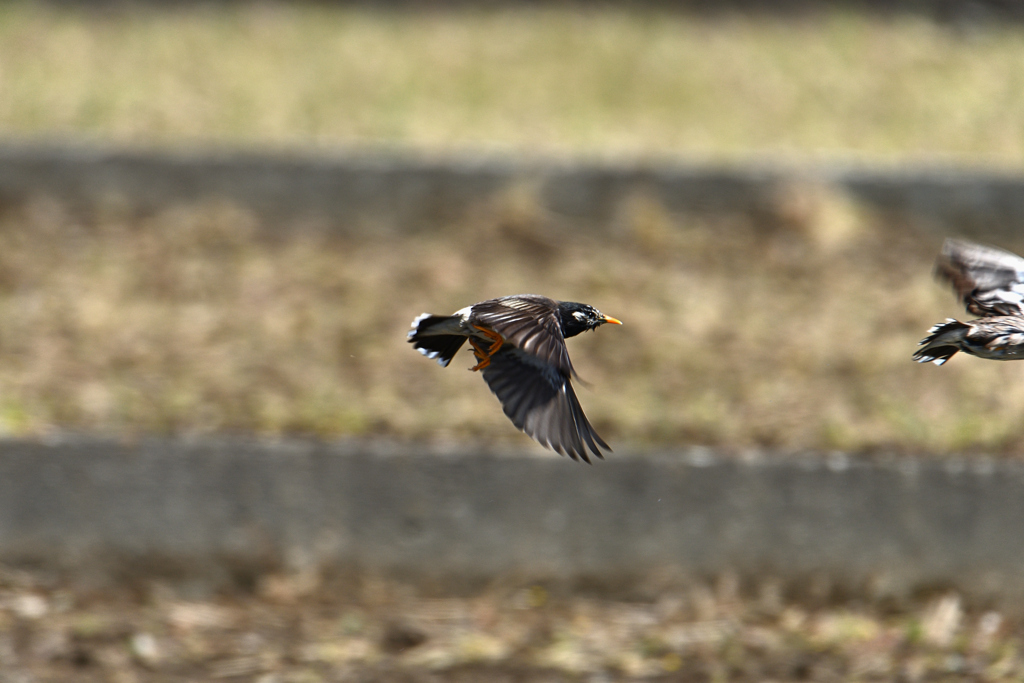 椋鳥飛翔-1