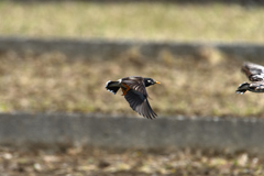 椋鳥飛翔-1