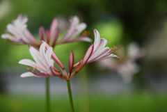 恵みの雨に