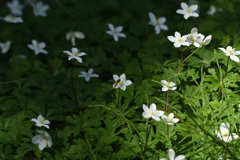 二輪草と花虻