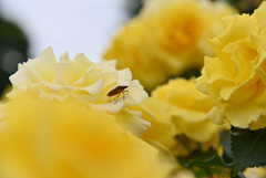 薔薇とカメムシ