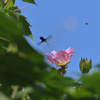 蜂雀が飛ぶ空