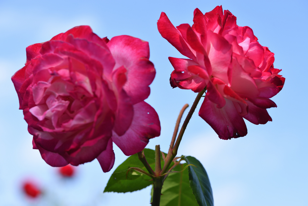 薔薇を差し上げます