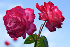 薔薇を差し上げます