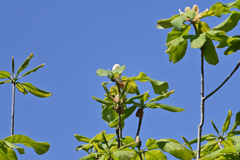 山の花-1