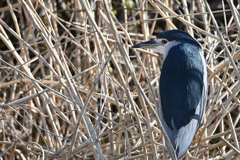 葦の鳥籠-1