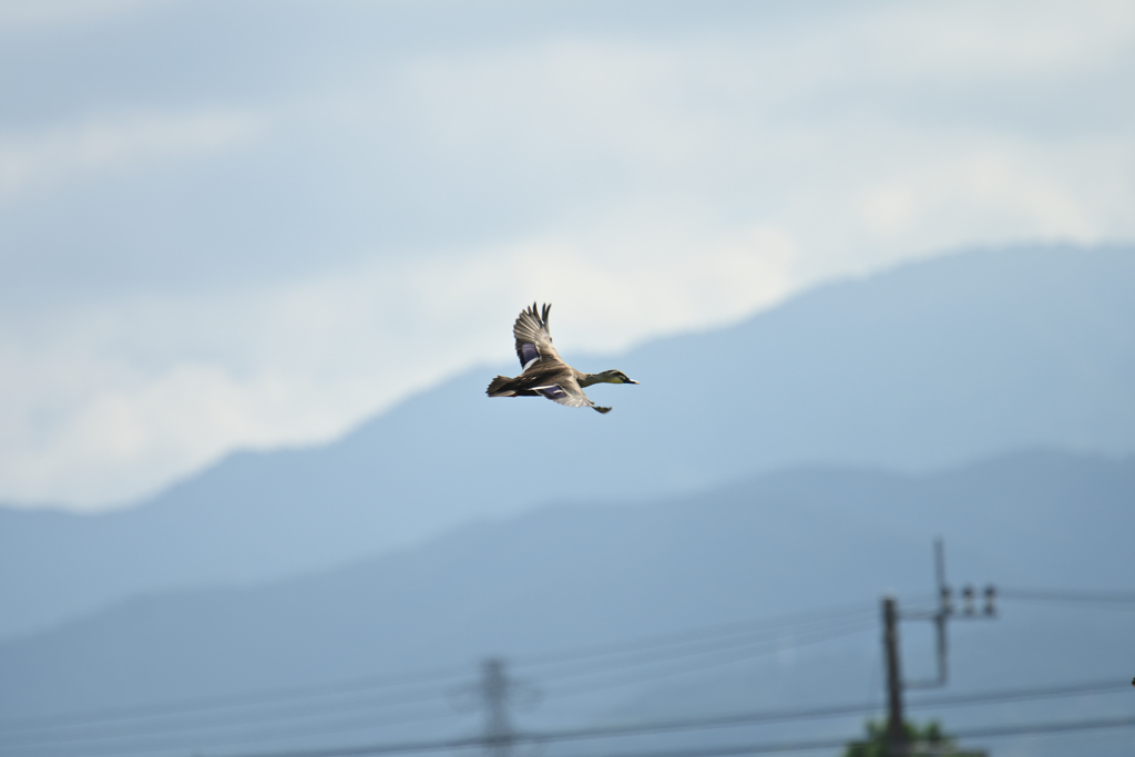 鴨が飛ぶ