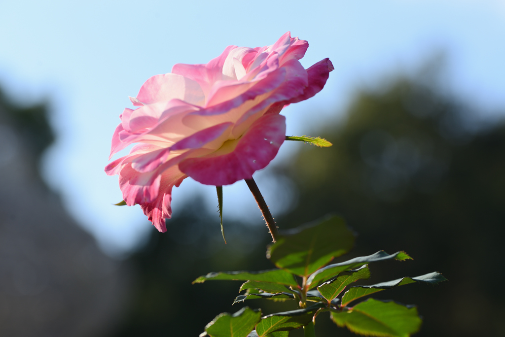 薔薇