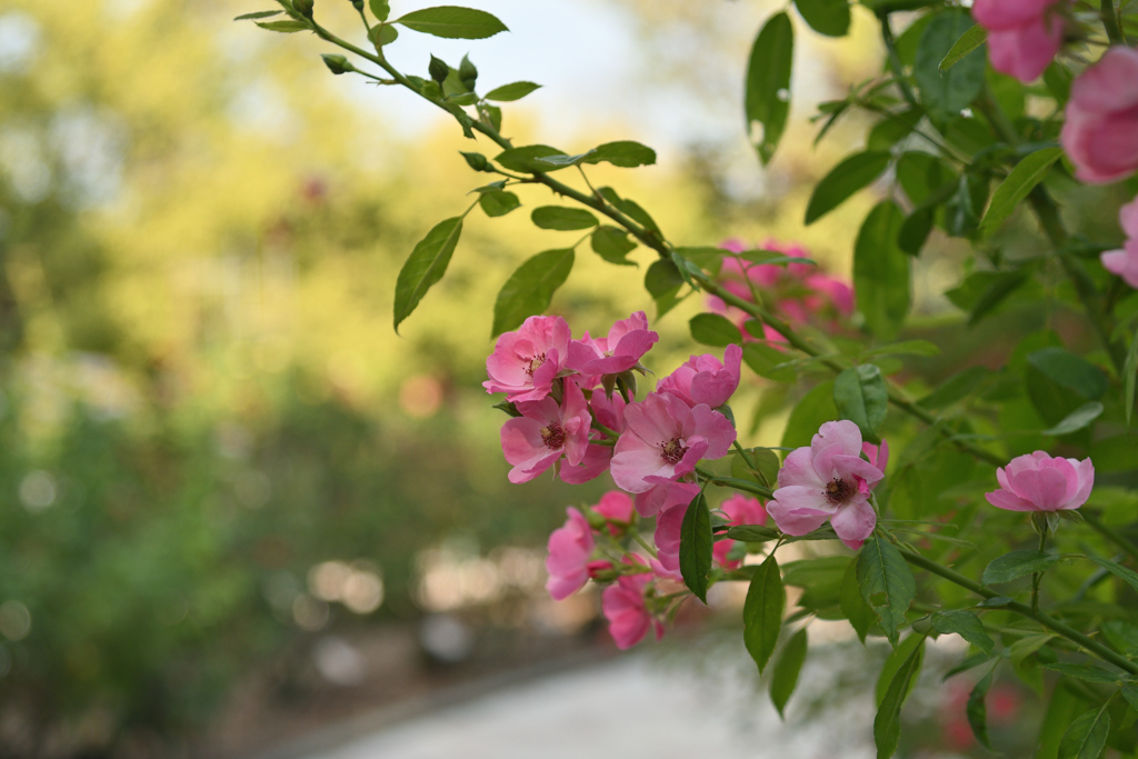 薔薇の午後