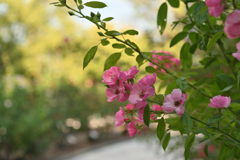 薔薇の午後