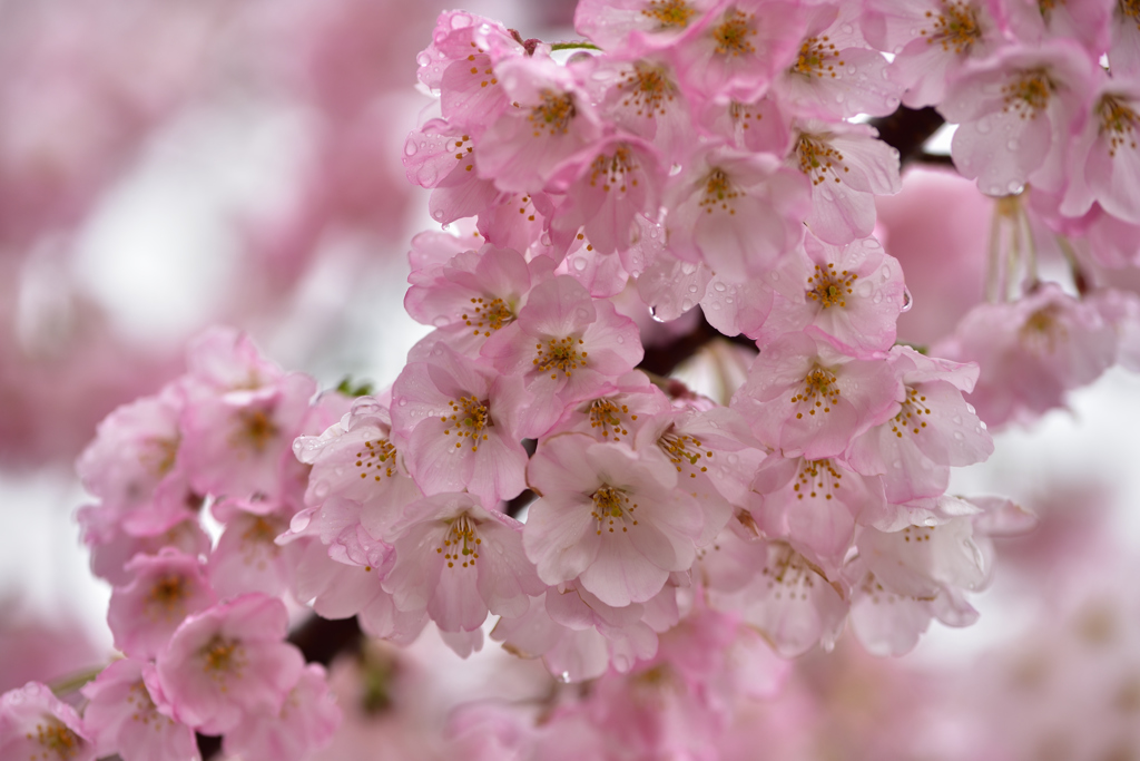 桜雨 ④