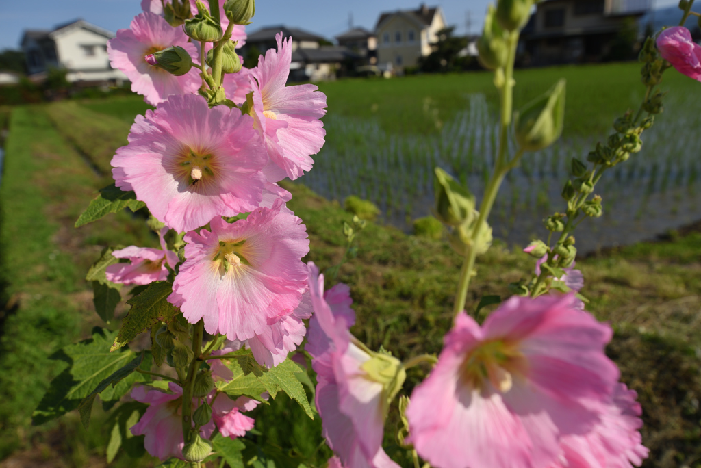 畦を飾る花