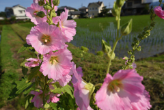 畦を飾る花