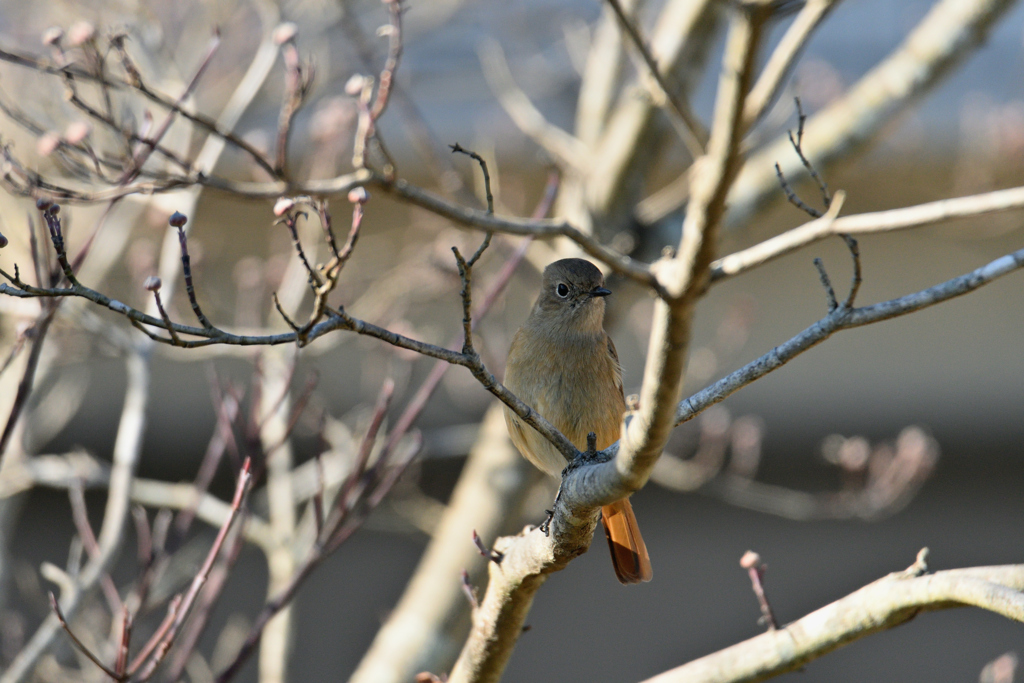 木の鳥-2