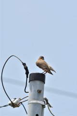 電柱に椋鳥