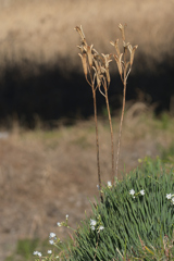 枯れ百合と水仙