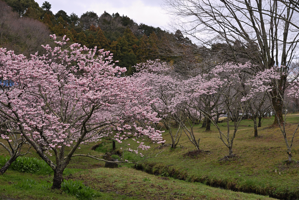春めき桜