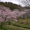 春めき桜