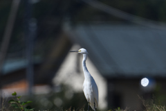 見つめる小鷺