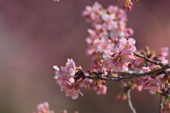河津桜咲く