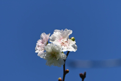 青空の桜