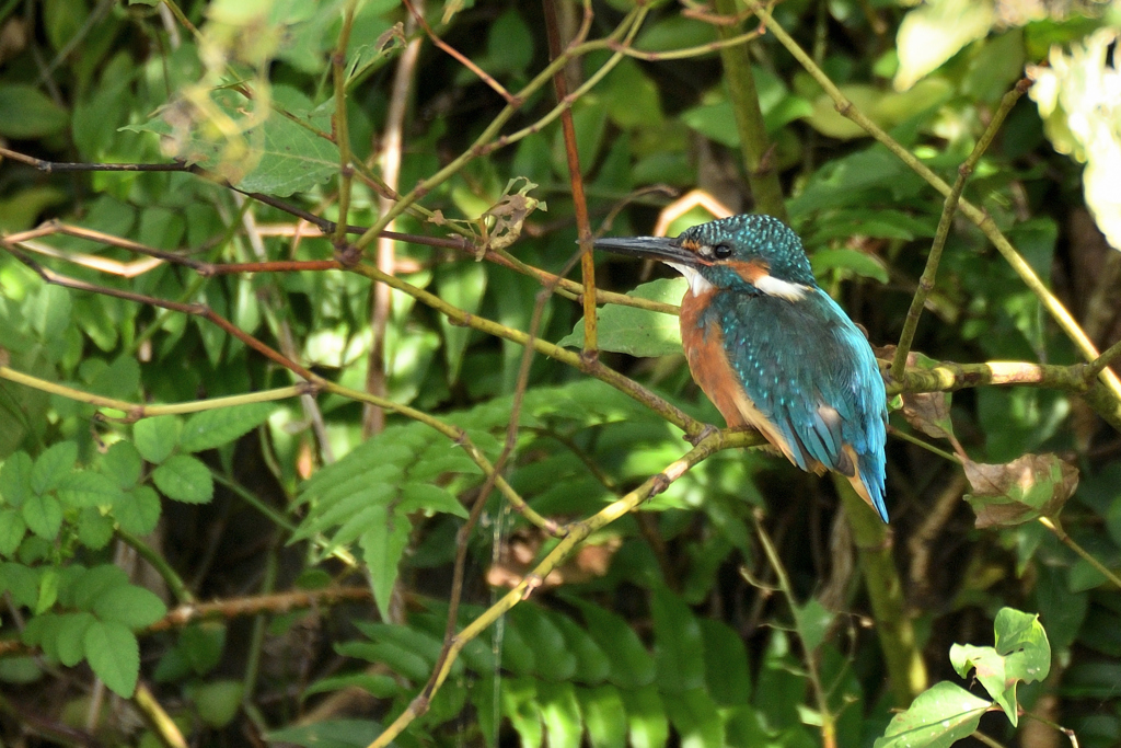 カワセミ坊ちゃん