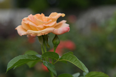 薔薇