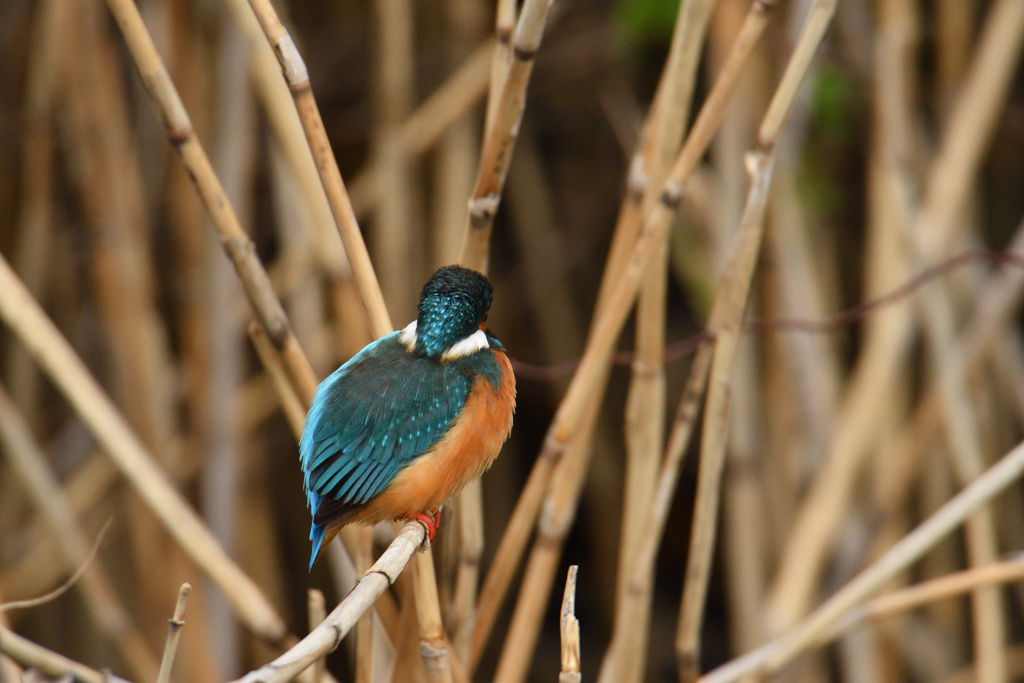 後ろ向くなよ！