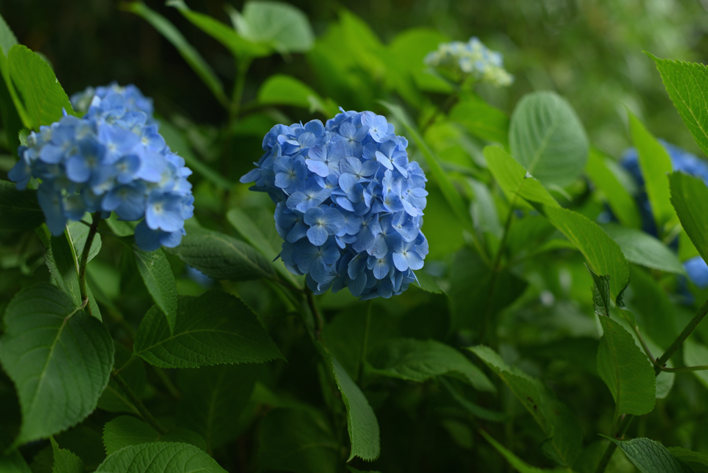 本紫陽花